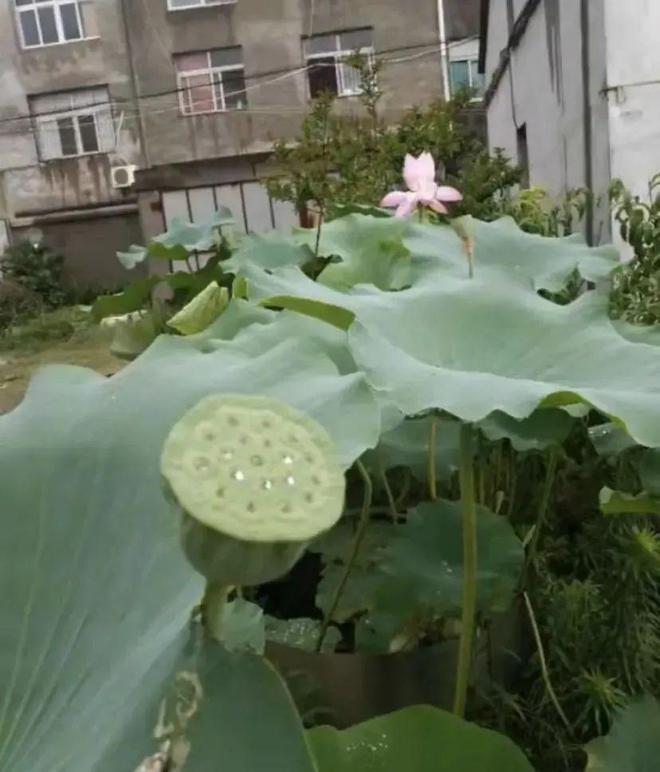 年就能收获很多藕最适合农村小院种植！凯时尊龙最新网站种在水缸里的荷花2(图2)